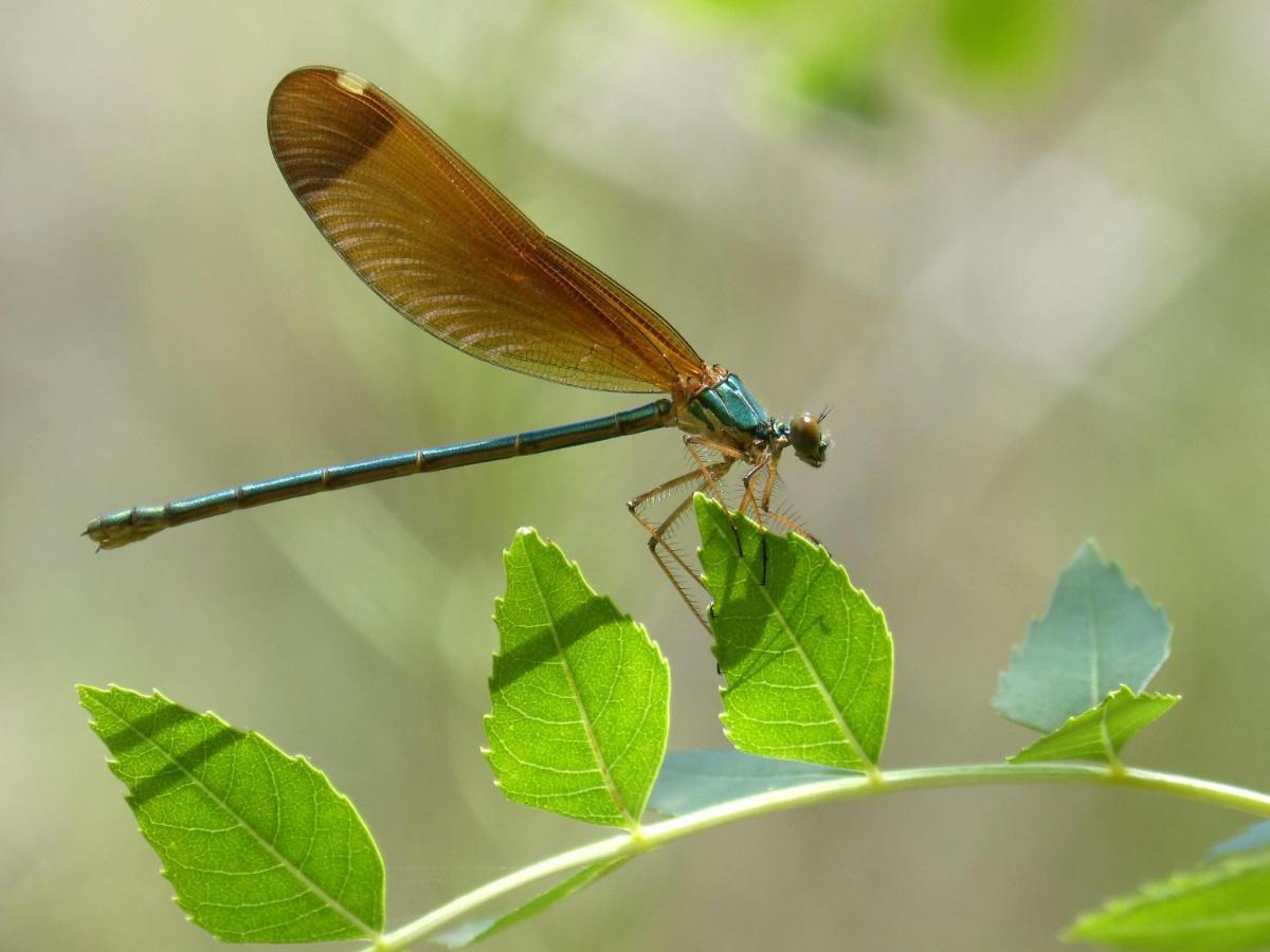 Yourtes De Vassiviere Peyrat-le-Chateau Bagian luar foto